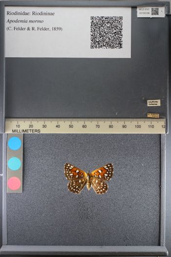 Media type: image;   Entomology 193196